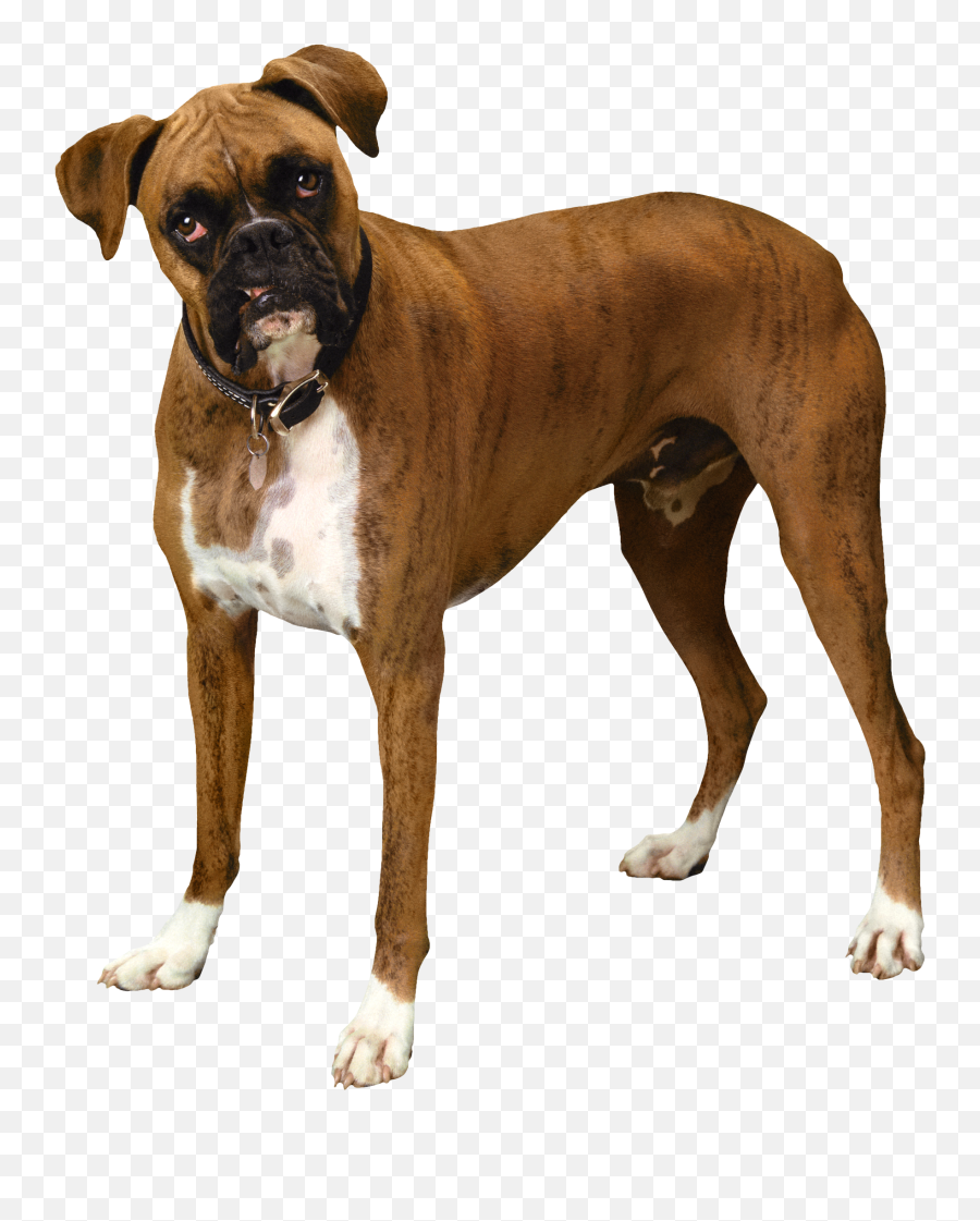 Bulldog Clipart Transparent Png Background