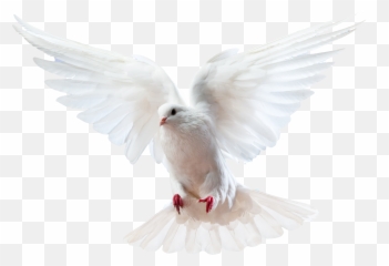 Dove Png - Getting To Know The Holy Spirit