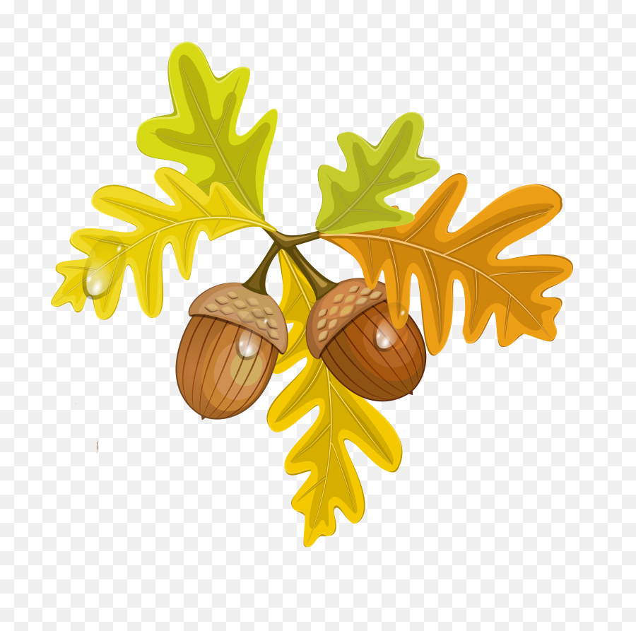 Transparent Fall Leaves With Acorns - Leaves And Acorns Clipart Png,Fall Leaf Transparent
