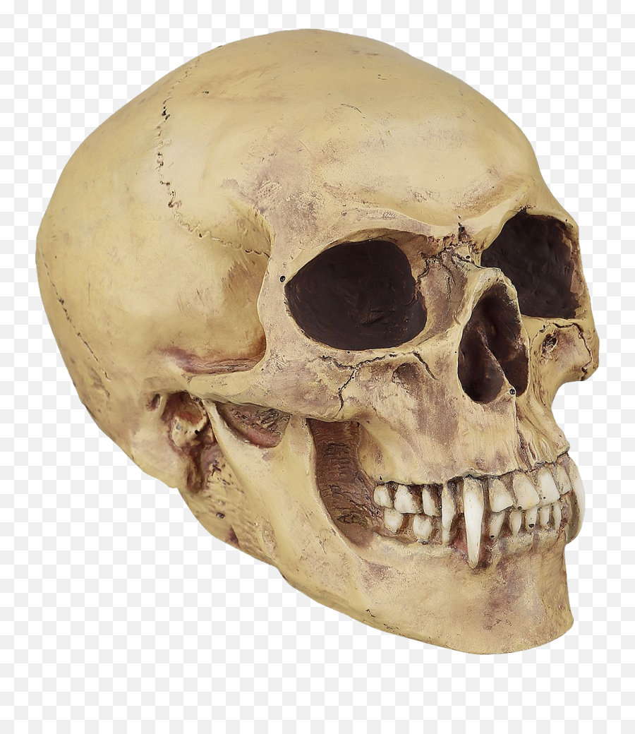 Skull Png Image - Purepng Free Transparent Cc0 Png Image Vampire Skull Png,Skull Transparent Background