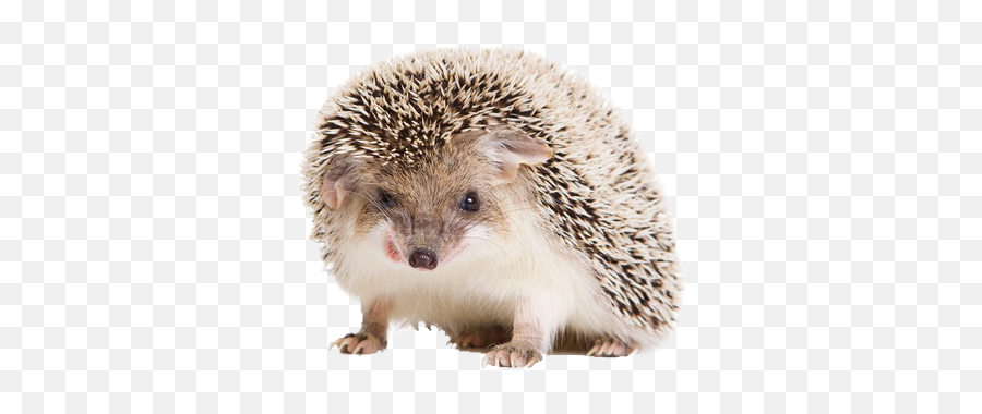 Hedgehog Walking Png Transparent Image - Hedgehog No Background,Hedgehog Transparent Background