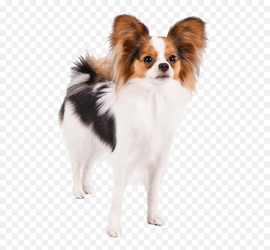 Well Animal Vet Clipart - Papillon Dog Transparent Papillon Dog Png,Dog Transparent Background
