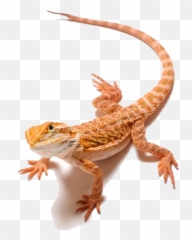 Dragon Clipart Transparent Background - Bearded png