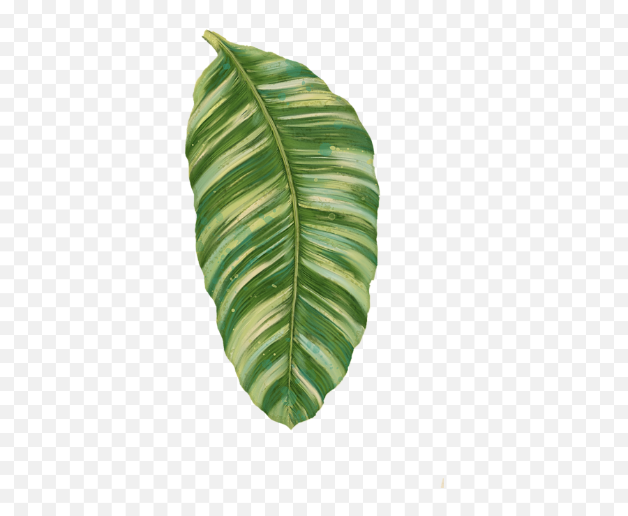 Download Click And Drag To Re - Position The Image If Desired Rainforest Resort Tropical Banana Leaf Png,Banana Leaf Png