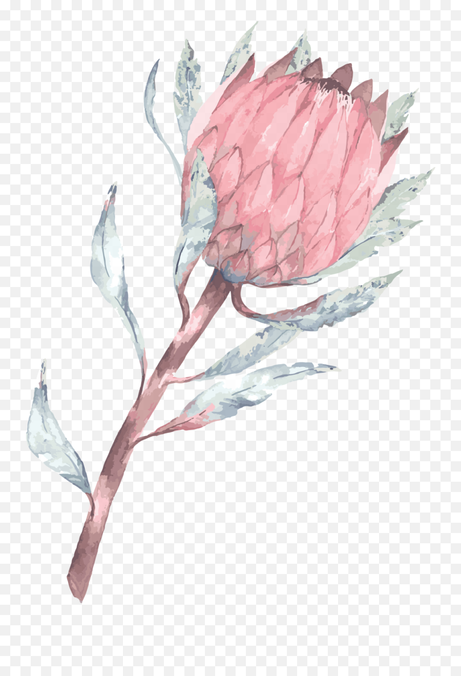 Phone Wallpaper Protea Png Download - Protea Flower Protea Backgrounds,Phone Clipart Png