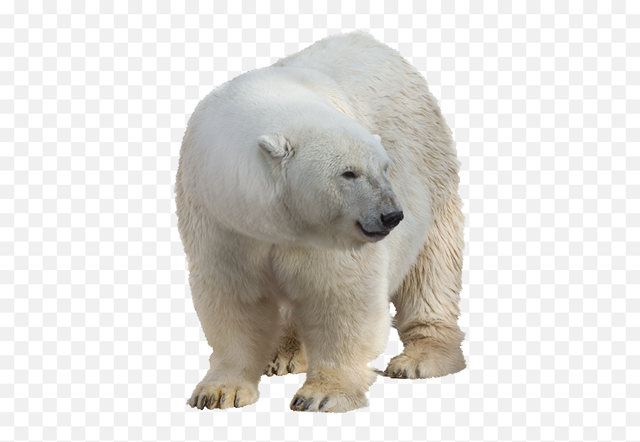 Q2322110798 Picture Download To Your Desktop Polar Bear - Polar Bear Images Png,Bear Transparent
