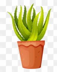 Aloe Vera Plant Clipart - png