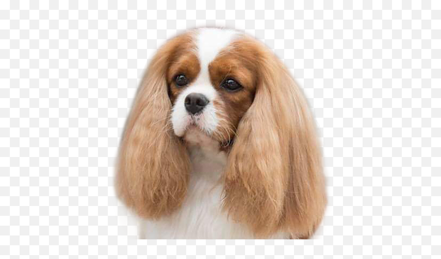 Mufasa Pedigree - Cavalier King Charles Spaniel Png,Mufasa Png