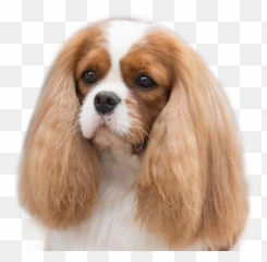 Mufasa Pedigree - Cavalier King Charles Spaniel Png,Mufasa Png