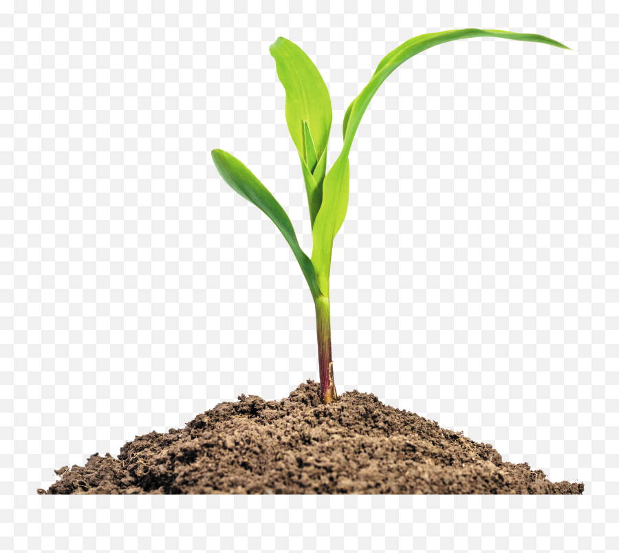 Maize Seedling Baby Corn Stock - Maize Seedlings Png,Corn Stalk Png