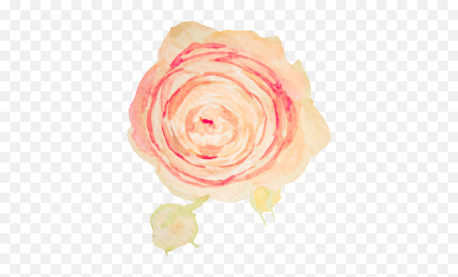 5 - Blush Pink Flower Watercolor Transparent Full Size Png Garden Roses,Blush Transparent