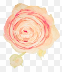 5 - Blush Pink Flower Watercolor Transparent Full Size Png Garden Roses,Blush Transparent