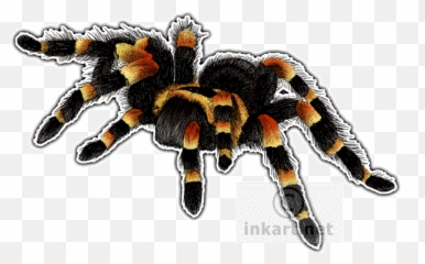 Download Hd Mexican Red - Tarantula Png,Tarantula Png