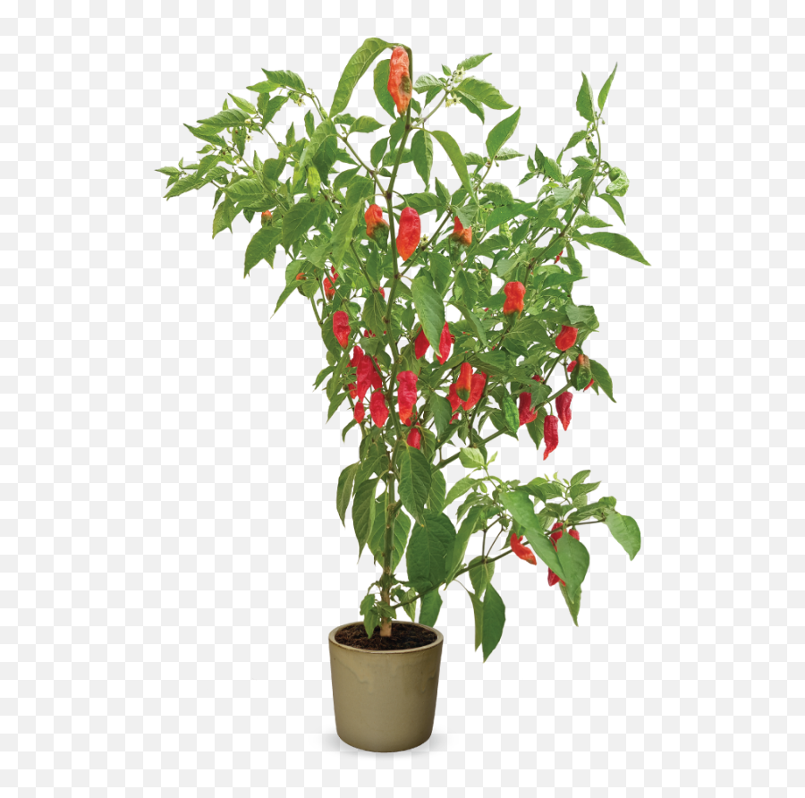 Hishtil Png Hot Pepper