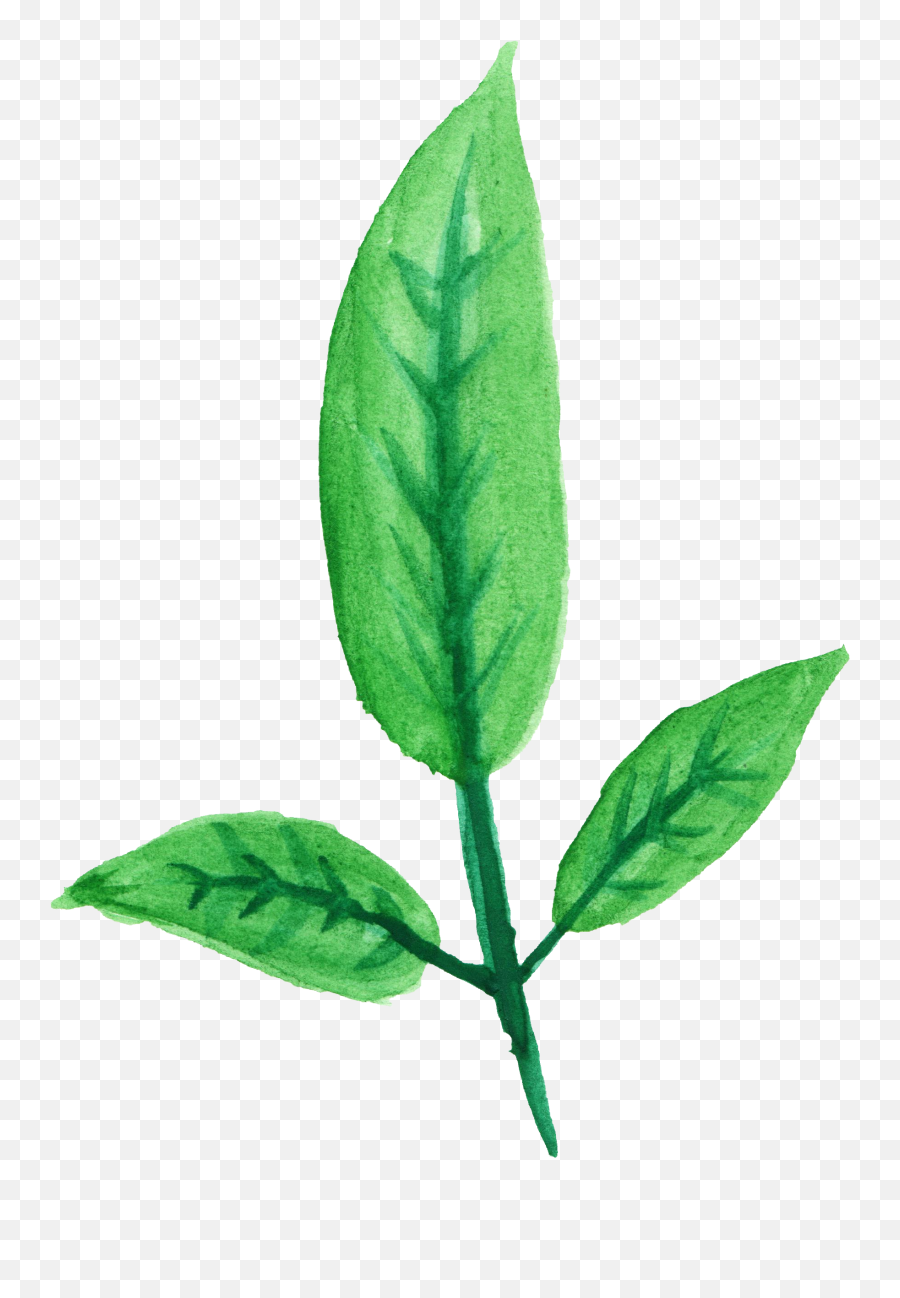 12 Watercolor Leaf Png Transparent Vol 2 Onlygfxcom - 2 Leaves With Stem Png,Plants Png