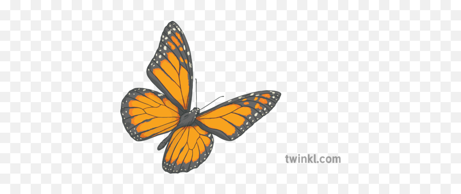 Butterfly Monarch Insect Bug Minibeast Spring Migration Ks3 - Transparent Brandy Melville Sticker Png,Monarch Png