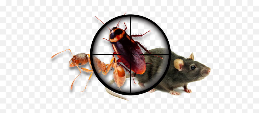 Pest Png Transparent Pestpng Images Pluspng - Pest Control,Cockroach Png