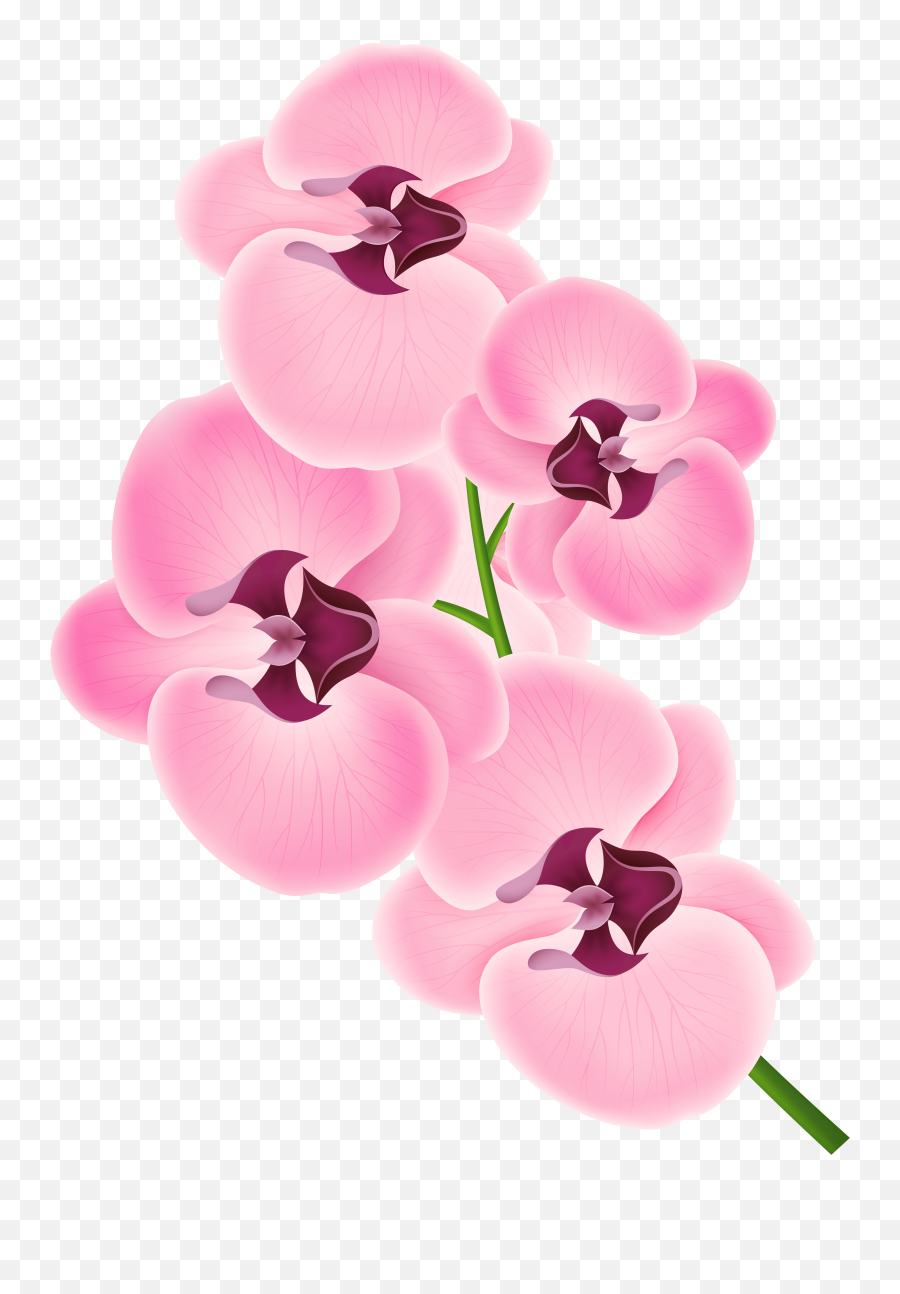 Free Pink Orchid Cliparts Download - Pink Orchid Flower Png,Orchid Png