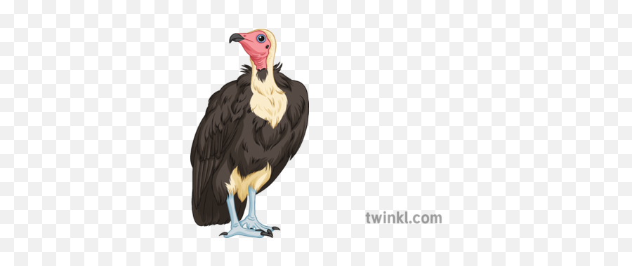 Vulture Science Ecology Animals Birds Wildlife Secondary - California Condor Png,Vulture Transparent