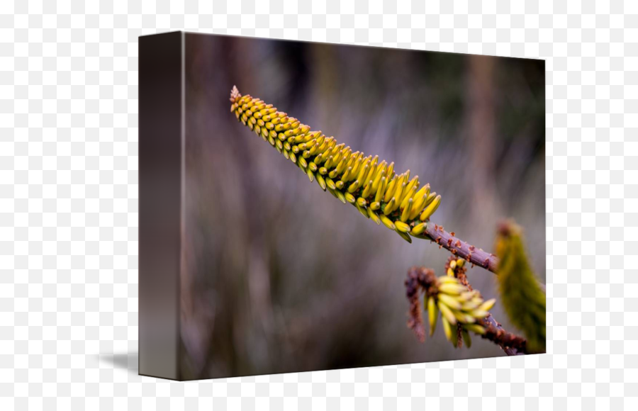 Desert Plant Ii - Caesalpinia Png,Desert Plant Png