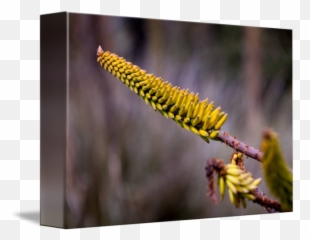 Desert Plant Ii - Caesalpinia png