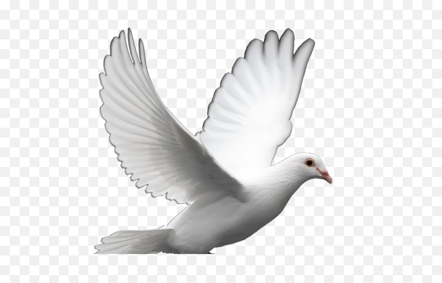 White Dove Peace Png - Transparent Background Dove Png,Peace Png