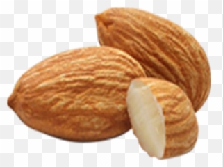 Apricot Kernel Seed - Almonds Png,Walnut Transparent