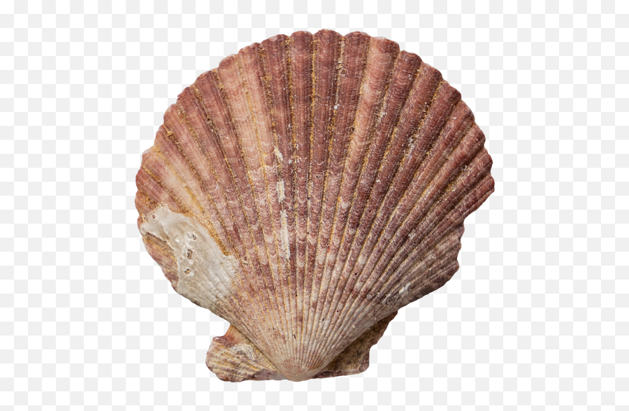 Scallop Shell Transparent Png Image - Freepngdesigncom Great Scallop,Sea Shell Icon