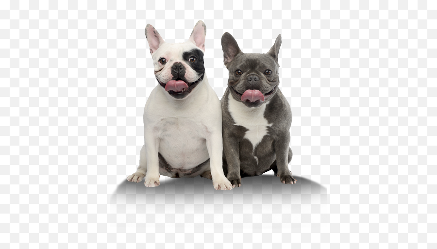 French Bulldog Secrets - French Bulldog Beat Color Png,Bulldog Transparent Background