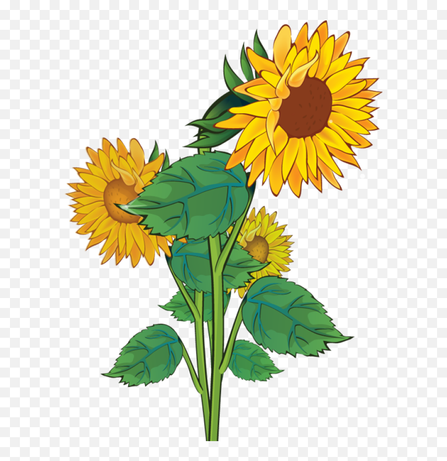 Free Sunflower Clipart Transparent Background Download - Sunflower Clipart Png,Transparent Sunflower