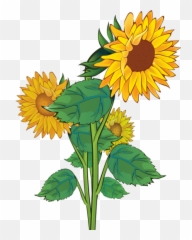 Free Sunflower Clipart Transparent Background Download - png