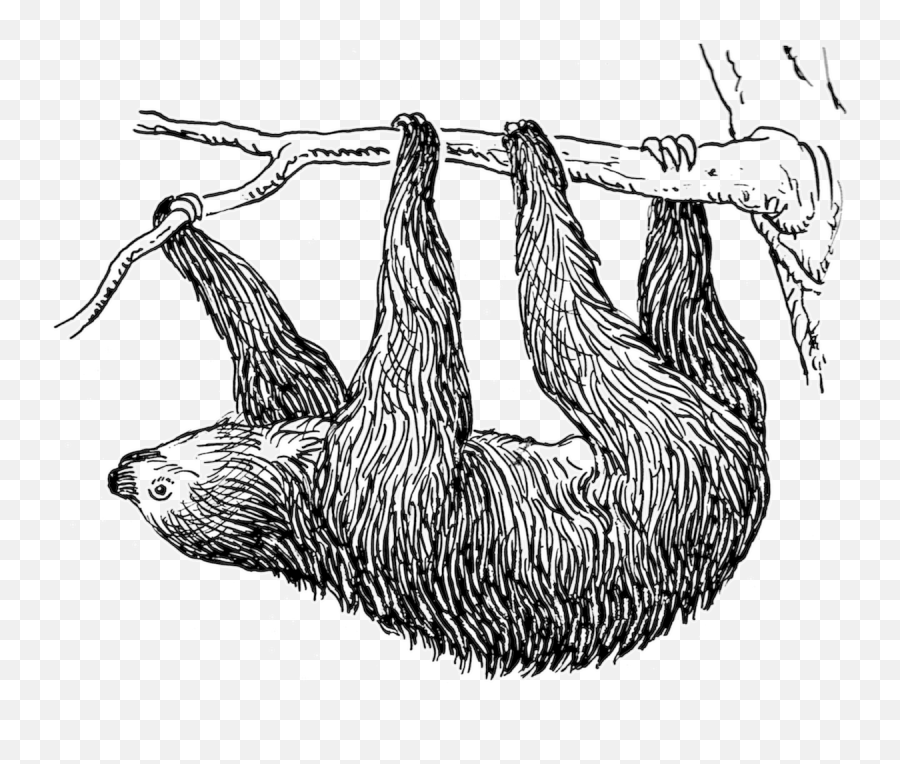Sloth - Black And White Clipart Sloth Png,Sloth Transparent Background