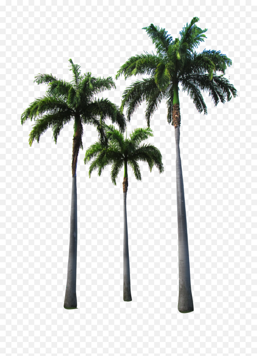 Png Palm Trees - Transparent Palm Tree Png,Palm Png