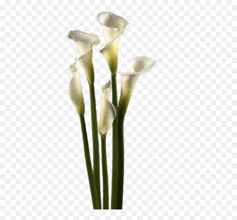 White Calla Lilies Transparent Png - White Calla Lily Png,Lilies Png