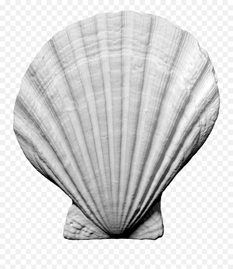 3d Scan Of A Scallop By Oliverlaric - Thingiverse Cockle Png,Scallop Png