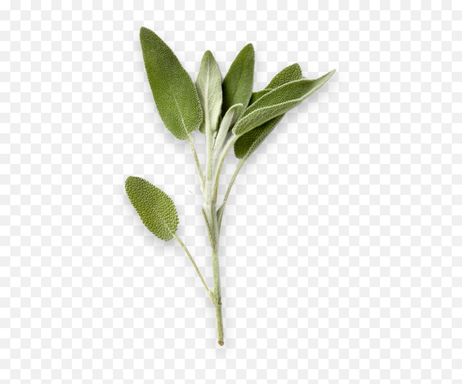 Sage - Transparent Sage Leaf Png,Sage Png