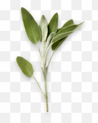 Sage - Transparent Sage Leaf Png,Sage Png