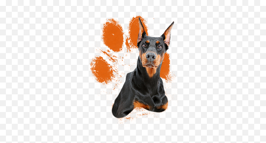 Download When Raised With Love Respect - Doberman Transparent Clipart Png,Doberman Png