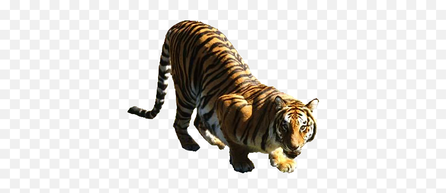 Tiger - Bengal Tiger Png,Tiger Woods Png