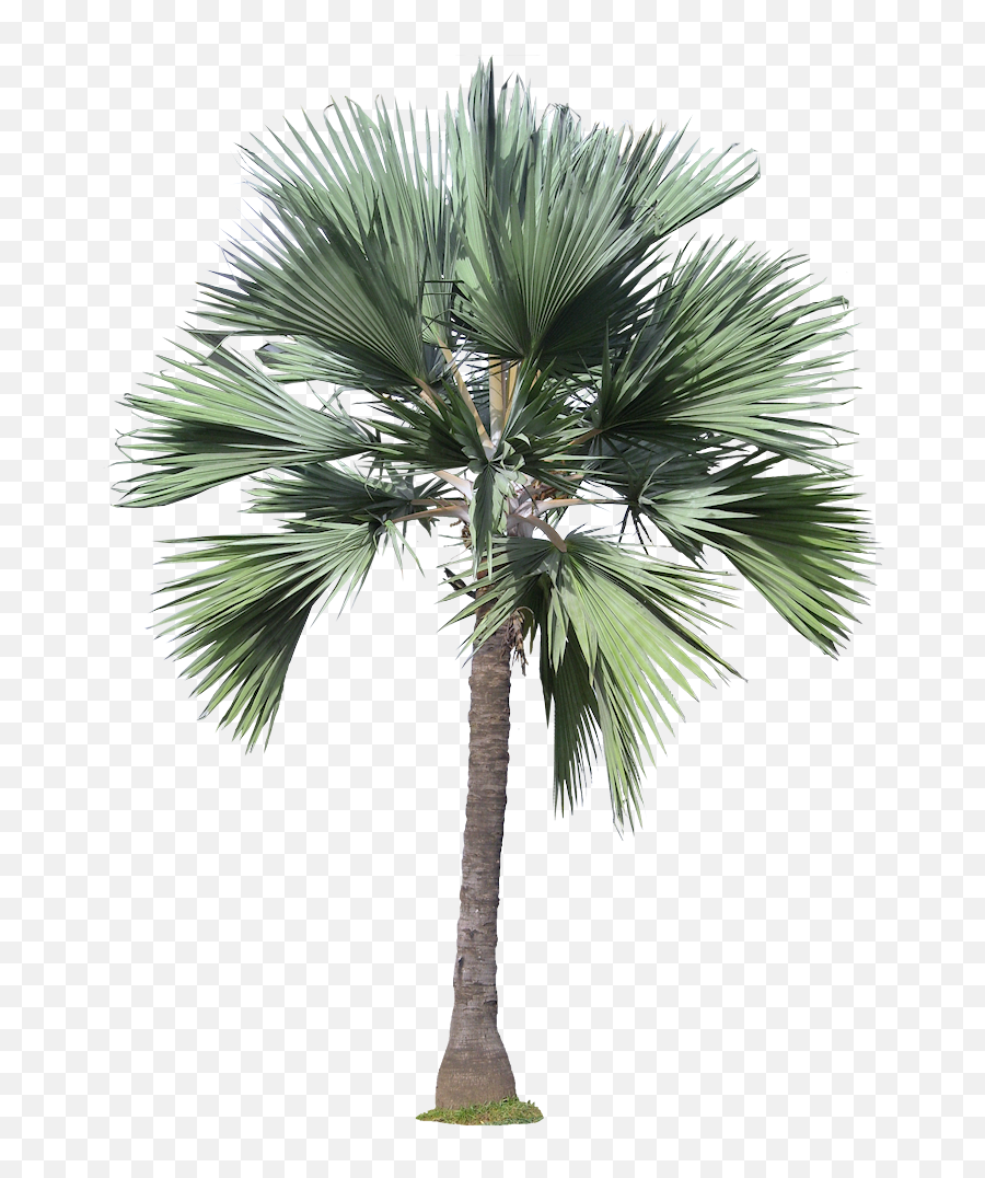 Black Palm Tree Png - Jpg Black And White Free Tree Png Tree Png Architecture Palm,Palmtree Png