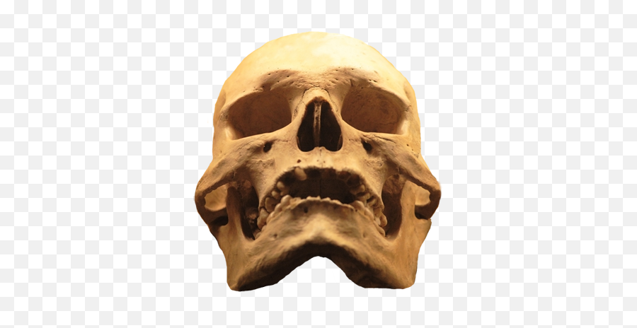 Cool Skull Clip Art - Skull Png,Human Skull Png