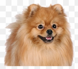 Pomeranian Png - Siberian Husky Pug Syair Sgp 17 Februari Pomeranian