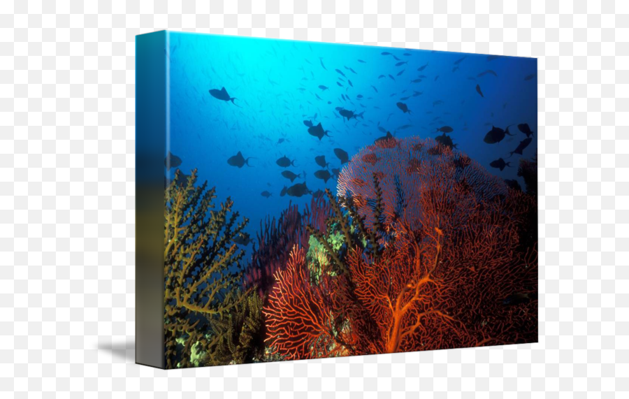 Coral Reef Scene Solomon Islands By David Wachenfeld - Underwater Png,Coral Reef Png