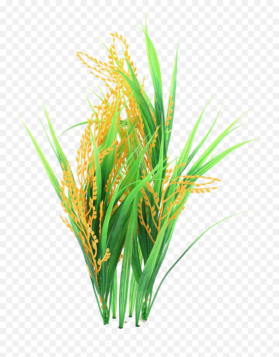 Rice Crop Clipart Png - Clipart Rice Plant Png,Crops Png