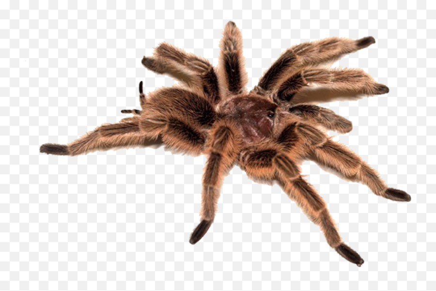 Spider Icon Png - Tarantula Transparent Background,Tarantula Png