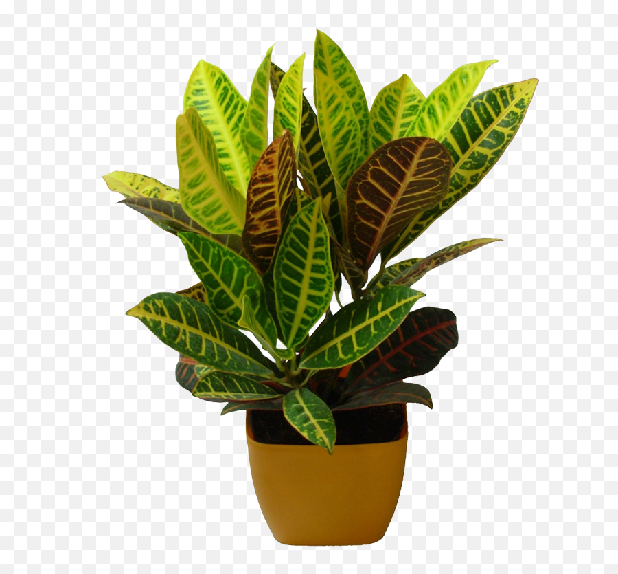 Indoor Plants - Houseplant Png,Indoor Plant Png