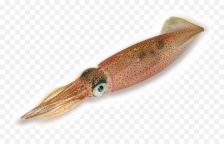 Squid Png - Cuttlefish Png,Squid Png
