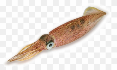 Squid Png - Cuttlefish Png,Squid Png