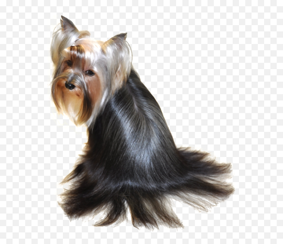 Yorkie Information - Yorkshire Terrier Png,Yorkie Png