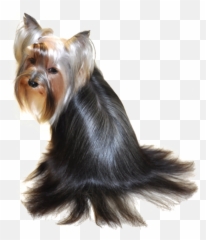 Yorkie Information - Yorkshire Terrier Png,Yorkie Png